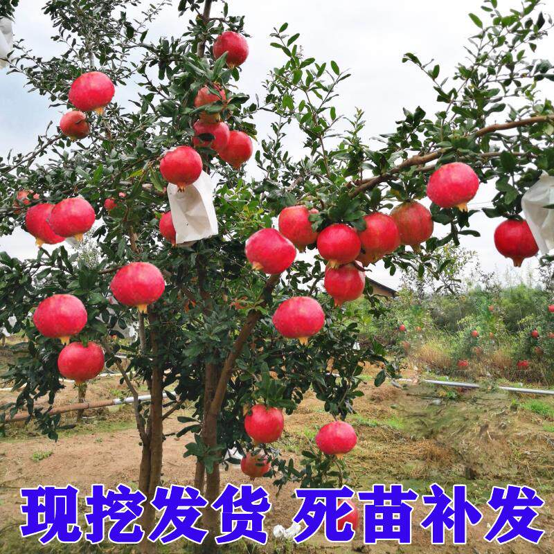 石榴树树苗嫁接突尼斯石榴苗河阴软籽石榴树盆栽地栽特大庭院果树