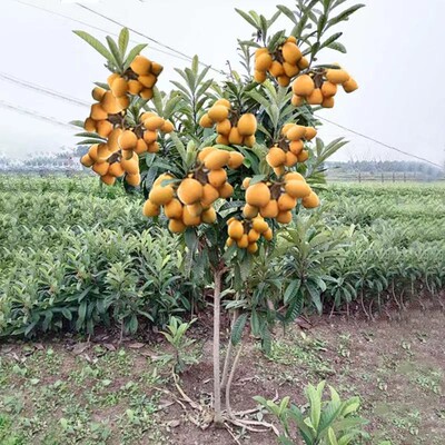 枇杷树苗果种植苗南方北