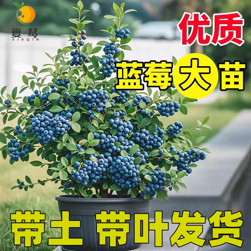 l25蓝莓苗果树果苗盆栽带果优瑞卡薄雾车厘子大树苗北方南方种植