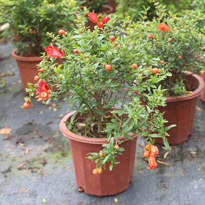 翠叶石榴苗红花石榴树苗 石榴盆栽盆景 四季开花庭园果树翠叶石榴