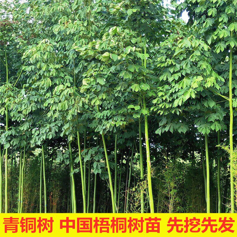 中国梧桐树苗青桐树苗庭院家门口行道遮荫工程绿化苗木耐寒风景树