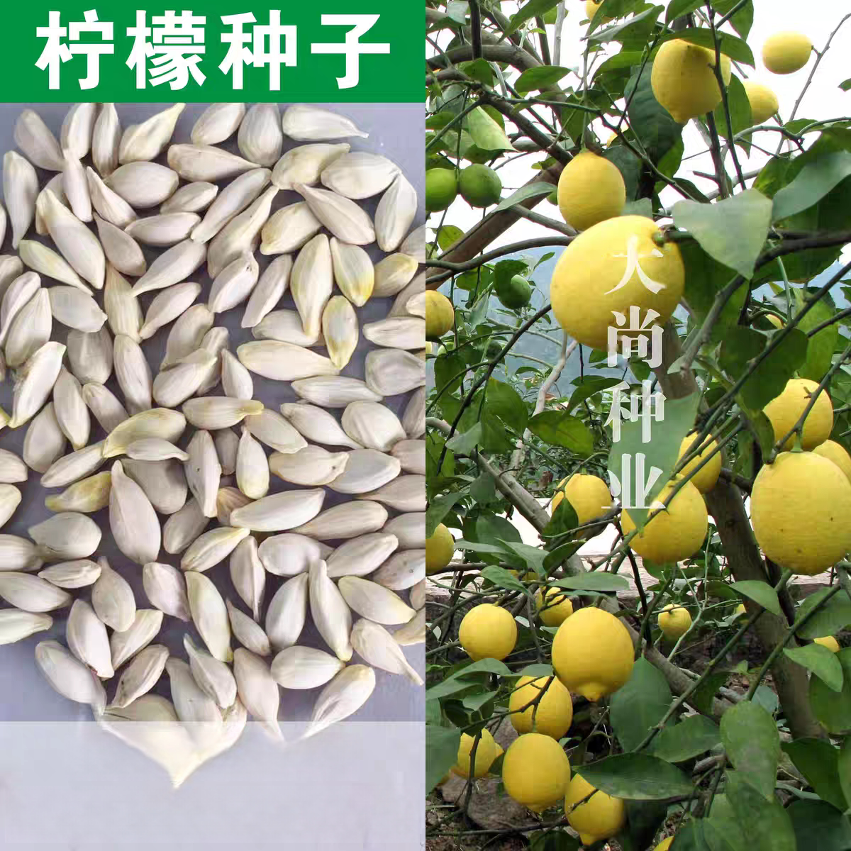 散装柠檬种子水果 香水柠檬树种子青柠檬 黄柠檬种子 果树种子