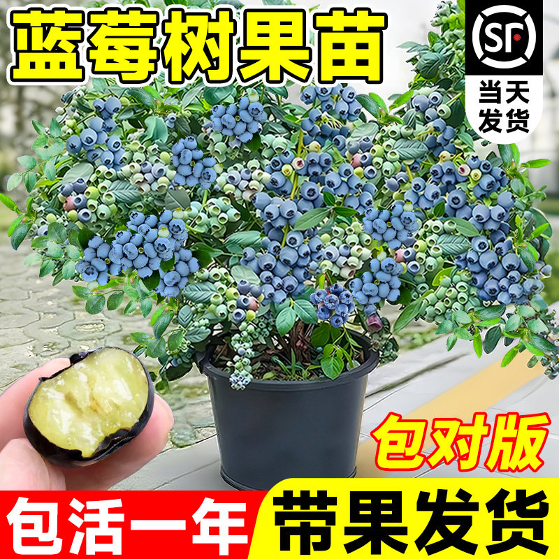 蓝莓树果苗盆栽蓝莓苗特大号带果室内阳台耐寒南北方云南四季结果