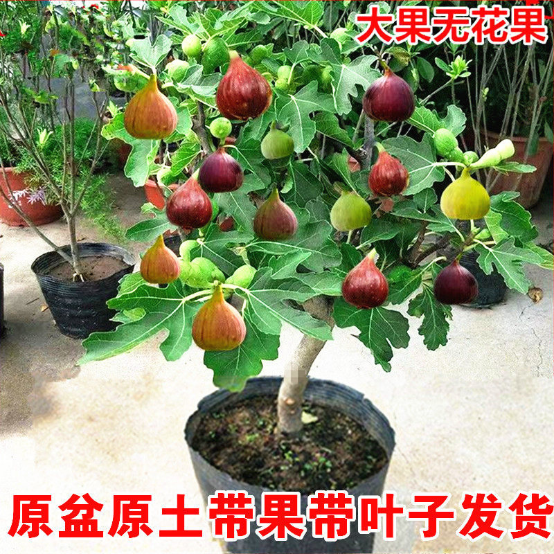 无花果树果苗带果矮化盆栽特大果波姬红金傲芬斯特拉无花果苗树苗