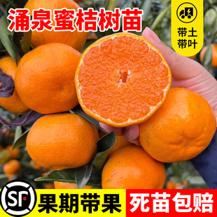 涌泉蜜橘树苗嫁接无籽蜜桔苗庭院地栽种植柑橘苗阳台盆栽当年结果