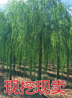 垂柳树苗 黄金柳 金丝垂柳 柳树枝条 垂杨柳树苗垂柳苗竹柳旱柳苗
