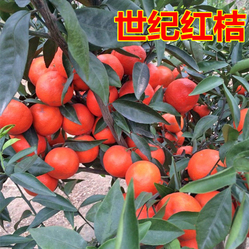 果树苗木 柑橘子树苗 桔苗 红桔子树苗 新品种早桔-世纪红桔树苗