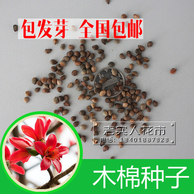 乔木种子异木棉种子木棉花种南方树种攀枝花红棉树英雄树种子