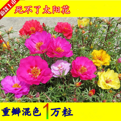 重瓣太阳花种子 四季阳台盆栽花卉 松叶牡丹半枝莲花籽死不了