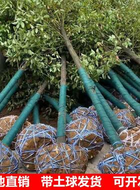 香樟树苗大树大小叶驱蚊防虫四季常青南北方耐寒大型工程绿化苗木