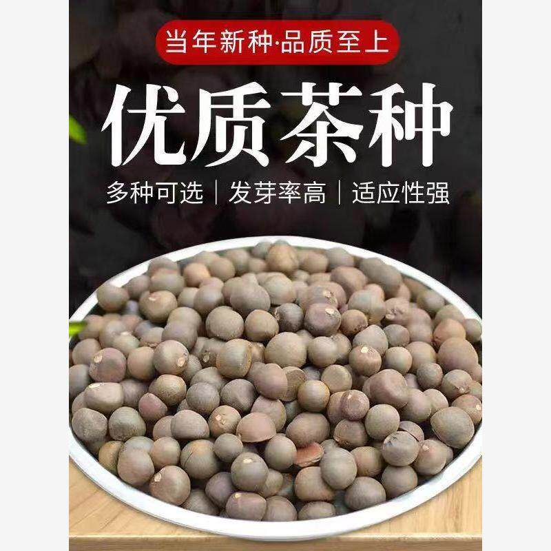 新采茶叶种子茶树籽正宗绿茶特早茶龙井铁观音白茶普洱茶茶树种子