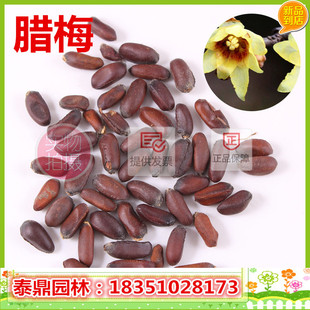 腊梅种子 黄金茶 黄梅花 蜡花、蜡梅花 香梅 香木 巴豆花 冬梅