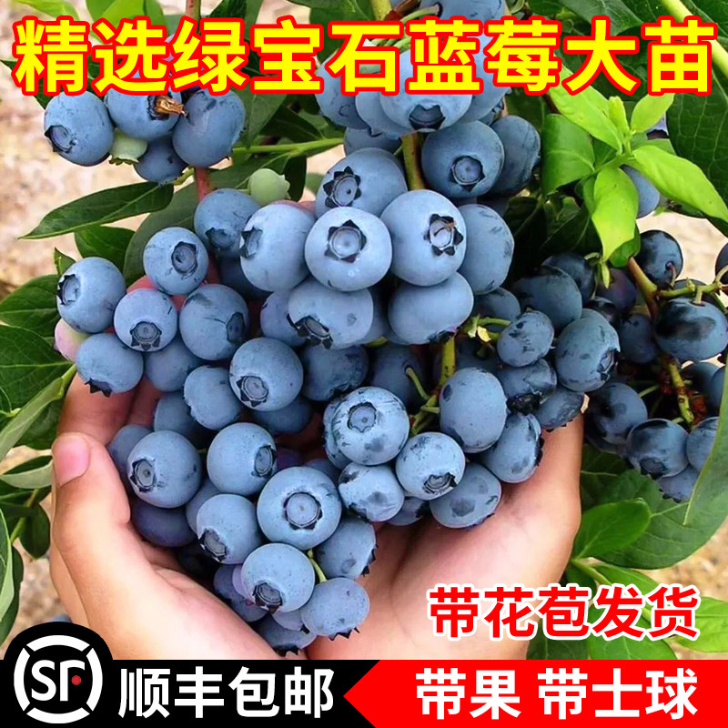 绿宝石蓝莓苗耐寒南北方室外地栽蓝莓树果苗阳台盆栽特大当年结果