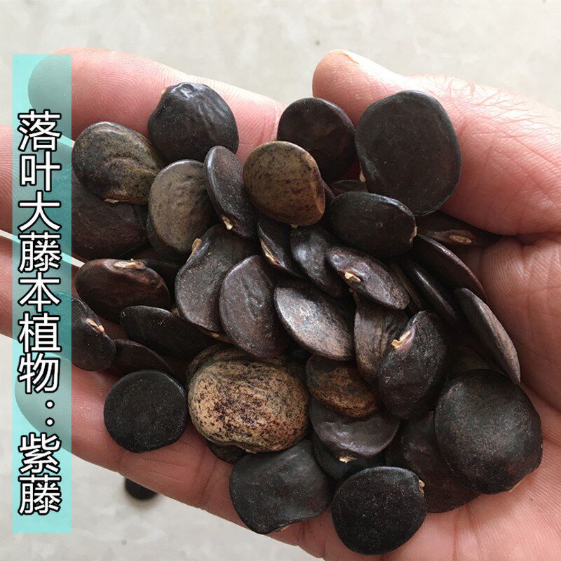 多花紫藤种子新鲜长寿耐寒庭院花架爬藤植物林木种子藤萝花树种籽