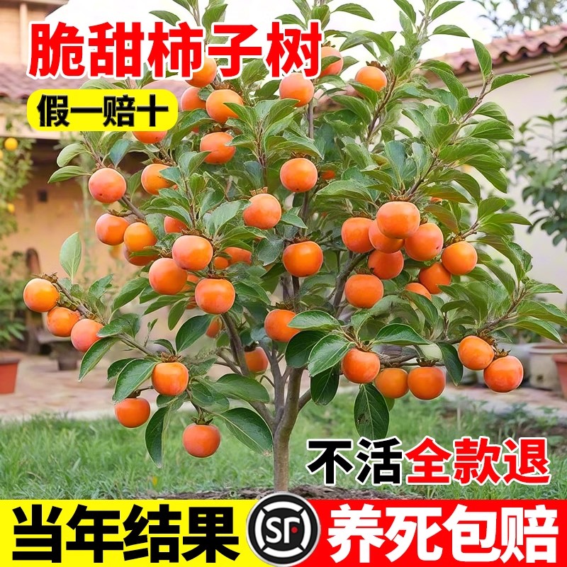 柿子苗树地栽盆栽嫁接火