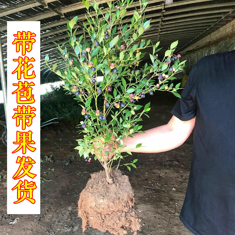 蓝莓树果苗带果蓝莓苗盆栽南北方种植兔眼特大阳台果树苗当年结果