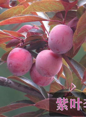 紫叶李树苗果实可以食用工程绿化苗木庭院地载风景植物红叶李树苗
