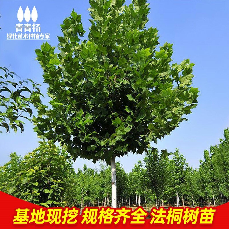 法国梧桐树树苗大树庭院风景树行道园林绿化苗木南方种植青桐法桐
