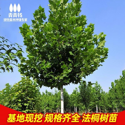 法国梧桐树树苗大树庭院风景树行道园林绿化苗木南方种植青桐法桐