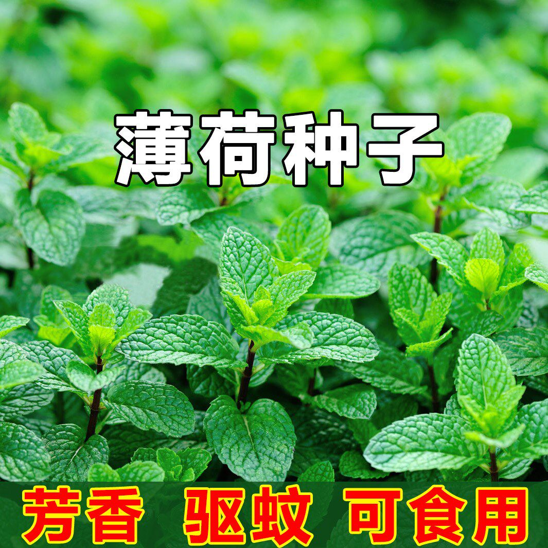 薄荷种孑可食用驱蚊虫艾草种籽大全四季种植室内室外阳台夏季盆栽