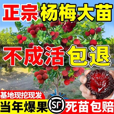 杨梅苗树苗正宗嫁接东魁