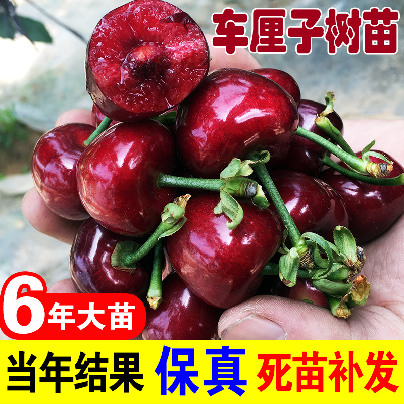 车厘子树苗正宗特大樱桃