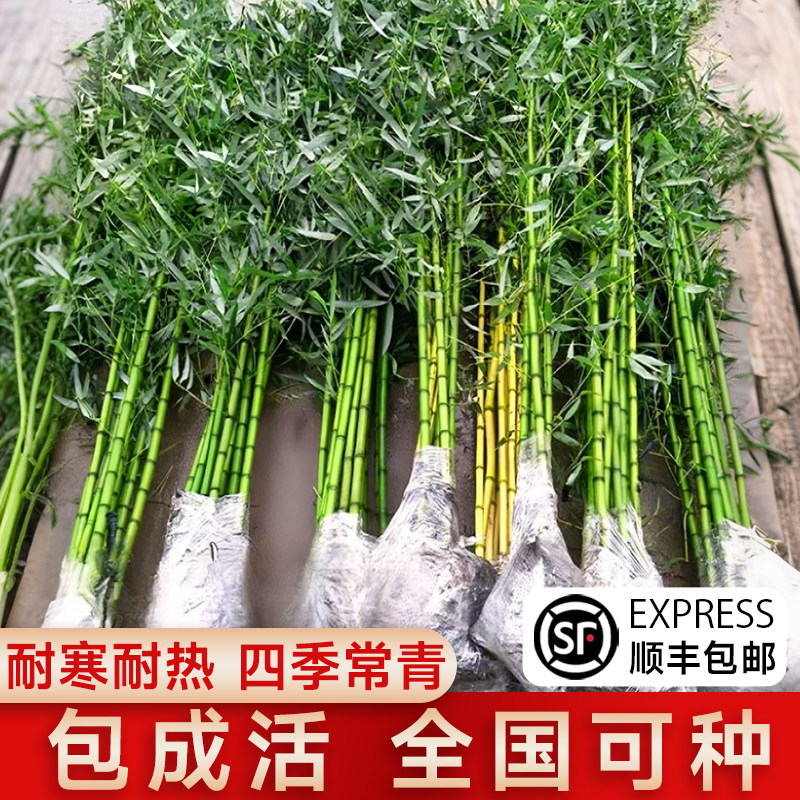 竹子苗庭院四季长青毛竹紫竹青竹金镶玉竹观赏名贵竹子苗北方耐寒