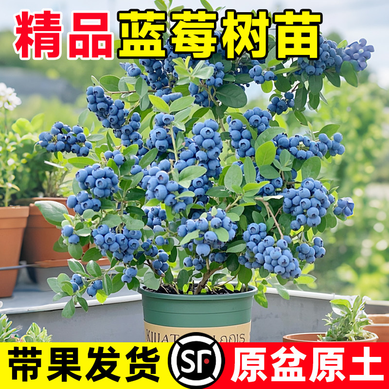蓝莓树果苗带果子发货蓝莓树苗阳台盆栽南方北方种植L25四季结果