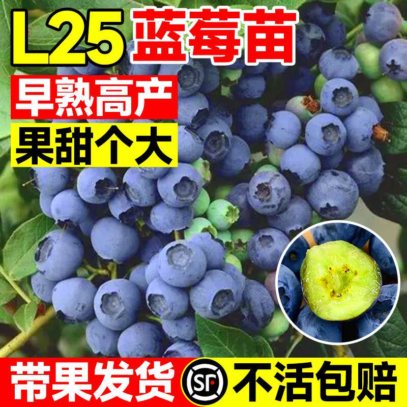 l25蓝莓苗果树果苗盆栽带果优瑞卡薄雾蓝莓树树苗带果北方南方种