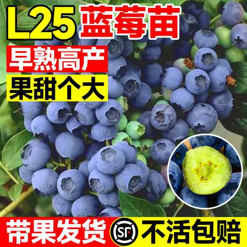 l25蓝莓苗果树盆栽带果优