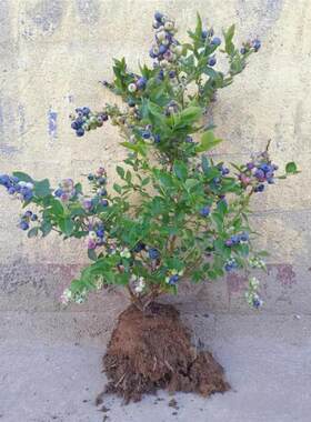 蓝莓树果苗大果蓝莓树盆栽耐寒蓝莓树苗南方北方庭院栽种当年结果