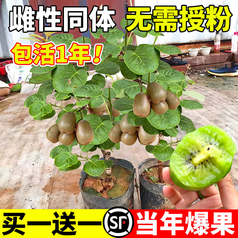 猕猴桃树果苗红心软枣徐香弥猴桃苗公母同株南北方奇异果当年结果