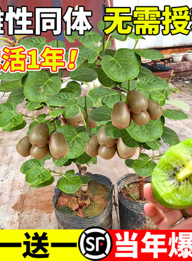 猕猴桃树果苗红心软枣徐