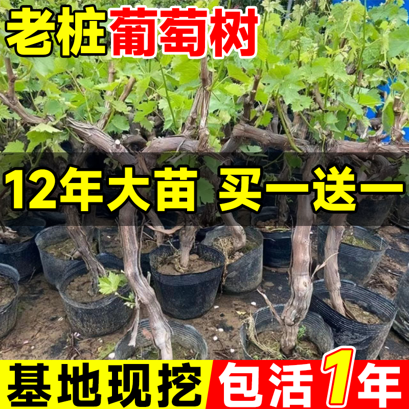 葡萄苗老桩嫁接苗巨峰葡萄树果苗爬藤北方南方种植寒香蜜葡萄树曲