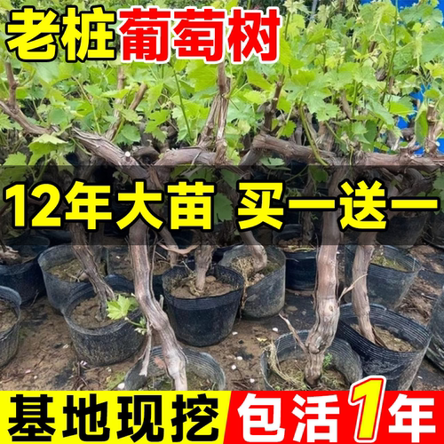 葡萄苗老桩嫁接苗巨峰树