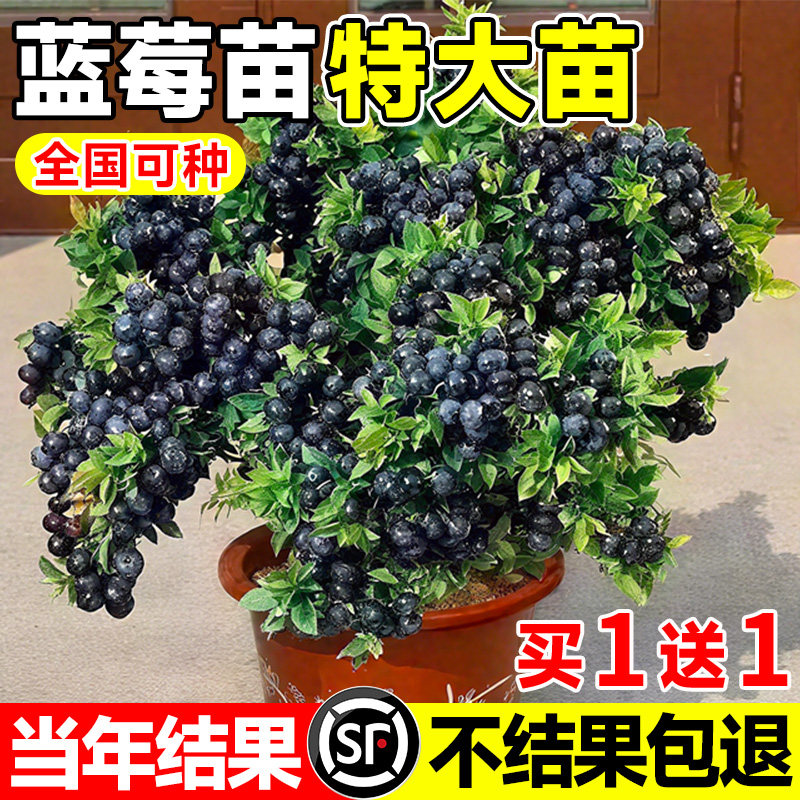 蓝莓树果苗盆栽地栽南方北方种植带土带果特大阳台果树果苗蓝莓苗
