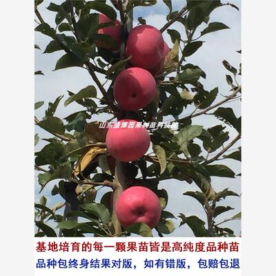 望香红苹果苗嫁接望乡红