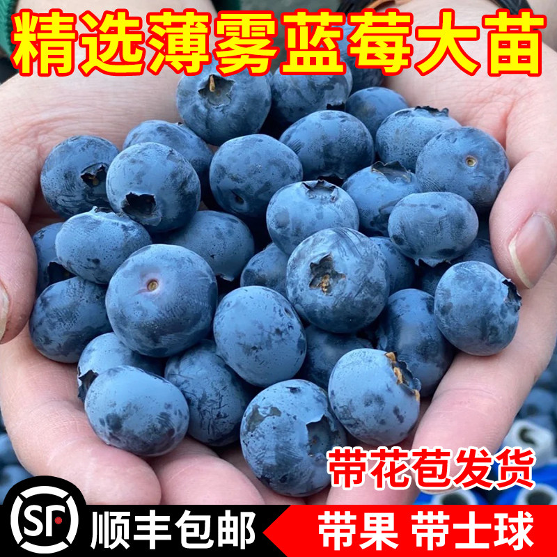 薄雾蓝莓苗南方北方种植盆栽果树地栽果苗阳台蓝莓树果苗当年结果