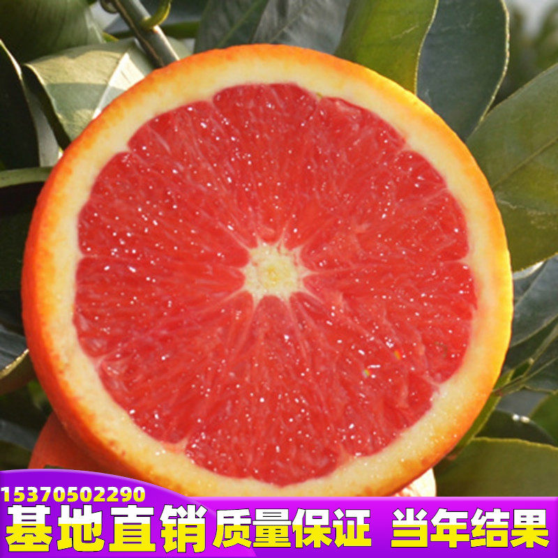 橙子树苗红心冰糖橙苗血橙果树苗南北方种植盆地栽苗当年结果