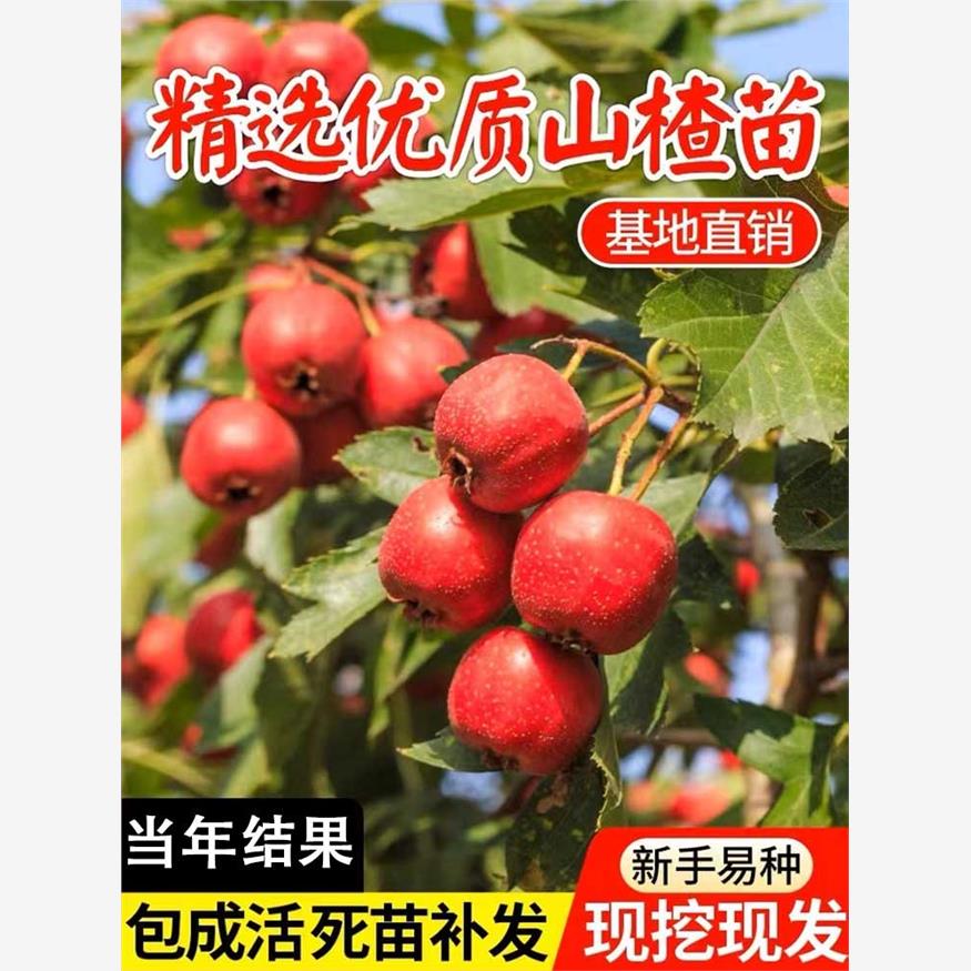 正宗甜山楂树活苗黄山楂红甜子山楂树果苗盆栽地栽种植庭院水果树