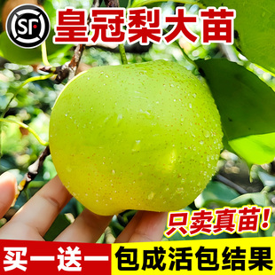 皇冠梨树果苗正宗嫁接苗秋月翠冠黄金花梨子果树苗南北方盆栽种植