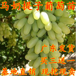 马奶提子葡萄苗盆栽地栽无籽葡萄树苗青无籽葡萄当年结果