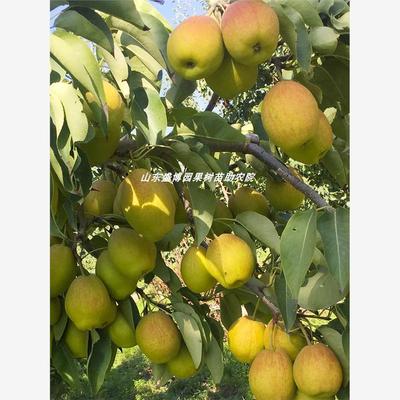 梨树苗嫁接新疆库尔勒小