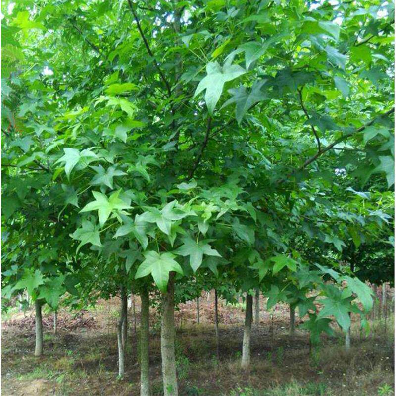 园林绿花苗木庭院植物花卉五角枫苗元宝枫树苗景观植物五角枫树苗