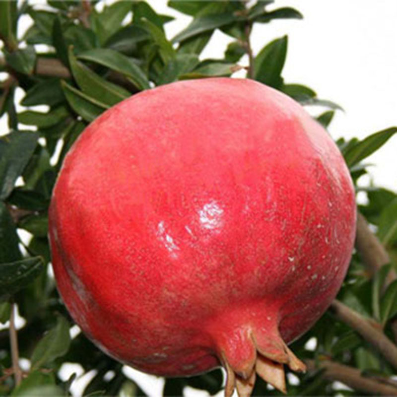 石榴果树苗 水晶甜石榴树苗 无籽水晶石榴苗 无籽甜石榴树苗