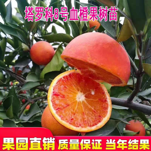 塔罗科新系8号晚熟血橙苗 晚红血橙 嫁接红心红肉橙子果树苗