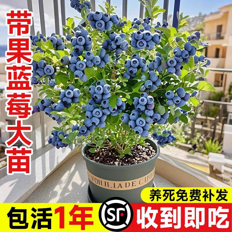 蓝莓树果苗盆栽带果子室内阳台南北方地栽耐寒花香蓝莓树四季结果