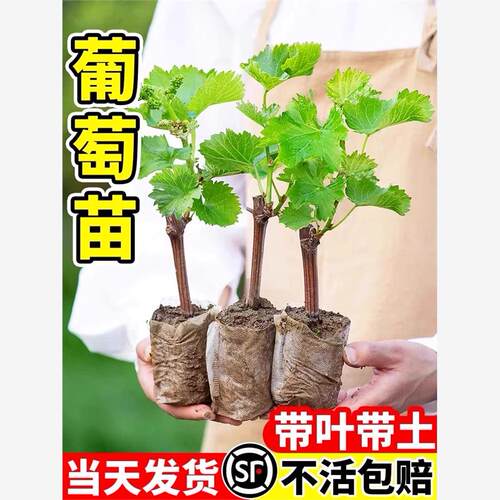 葡萄苗南方种植爬藤苗带