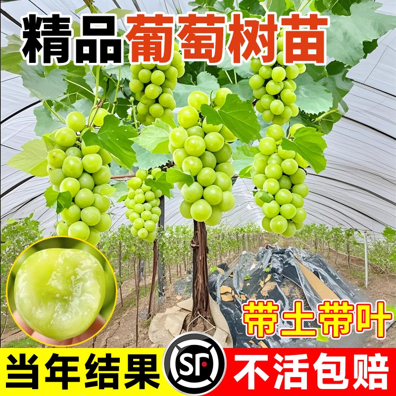 葡萄树阳光玫瑰果树爬藤苗庭院盆栽南北方耐寒四季种植蓝莓大苗