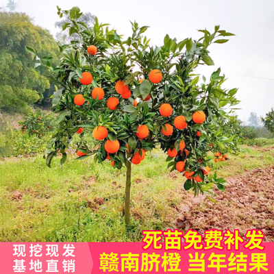 江西赣南脐橙苗嫁接纽荷